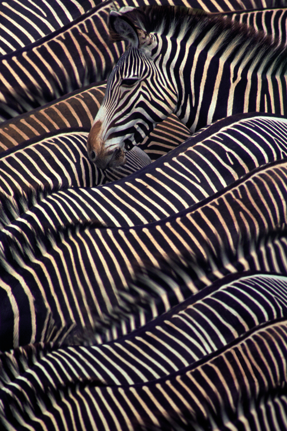 Wandbild MondiArt | STRIPEY | AluArt glänzend | M: 80 x 120 cm