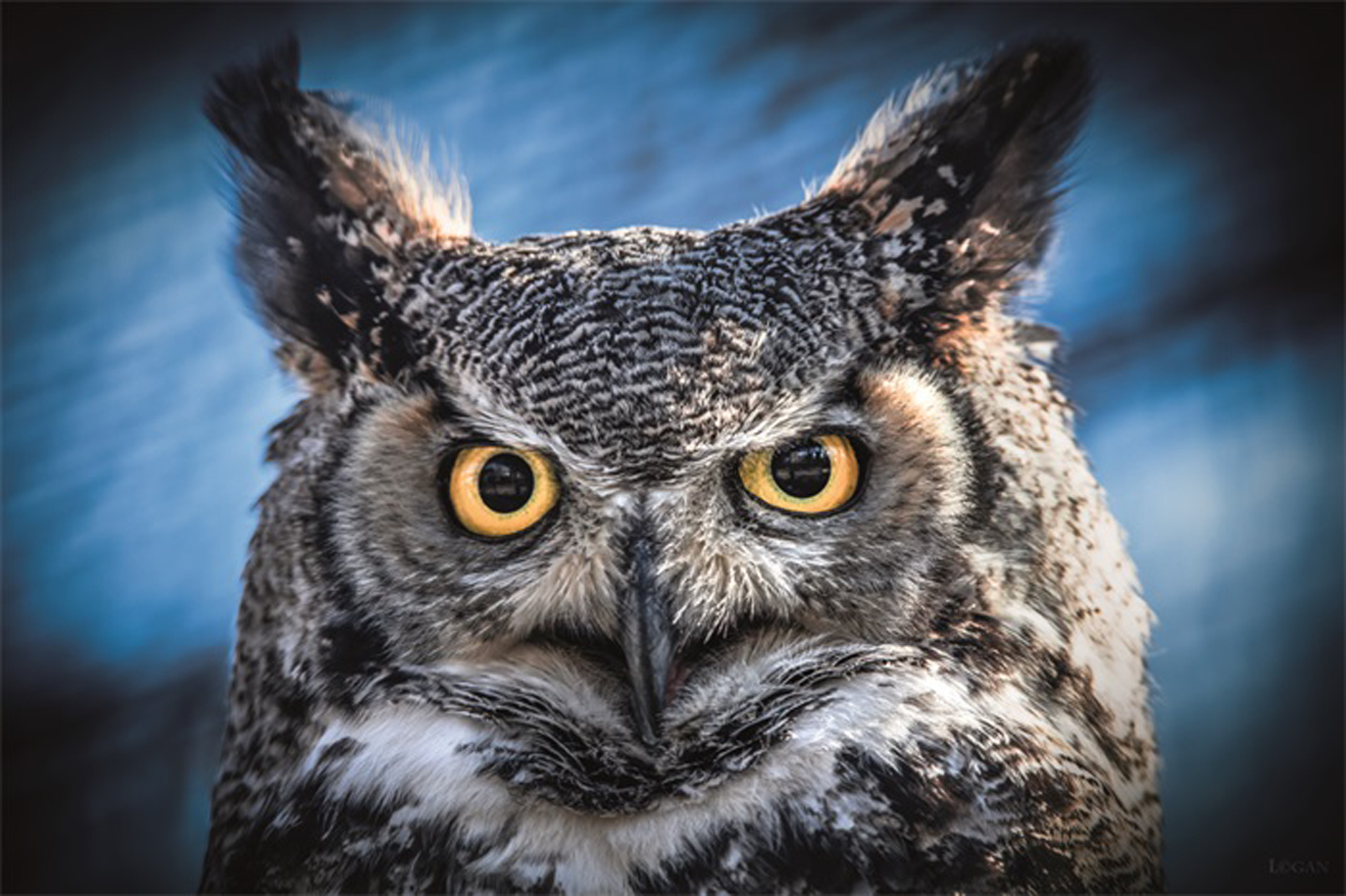 Wandbild MondiArt | OWL PORTRAIT | AluArt glänzend | XXL: 300 x 200 cm